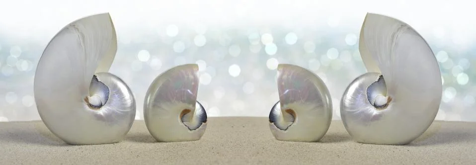 Nautilus shells Stock Photos
