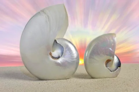 Nautilus shells Stock Photos