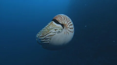 Nautilus swimming and rotating Stock Footage