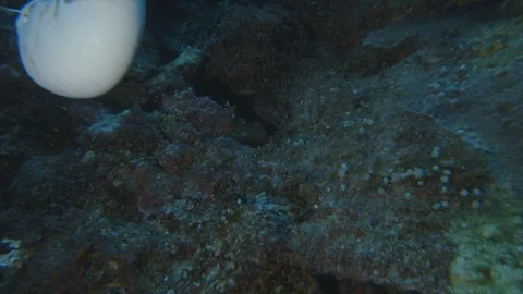 Nautilus swimming Stock Footage 108707191