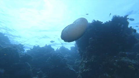 Nautilus swimming Stock Footage 108707299