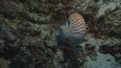 Nautilus swims away Stock Footage 108708567
