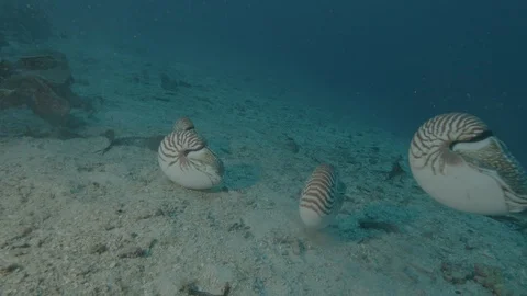 Nautilus trio Stock Footage 108709049