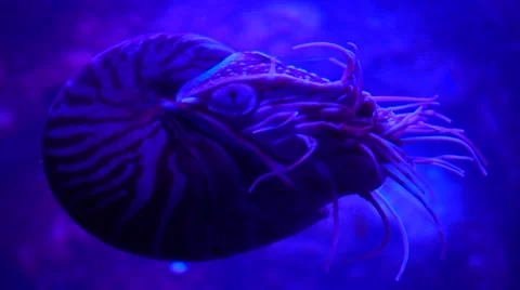 Nautilus in the water close up Stock Footage 67863707