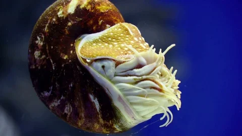 Nautilus in the water close up Stock-Footage 71094804