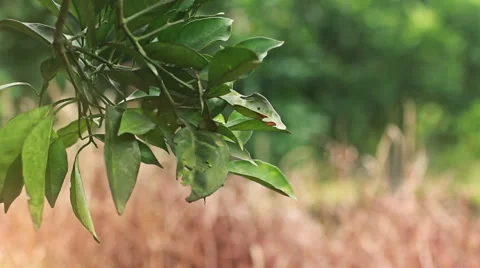 Navel orange orchard Stock Footage 44350848