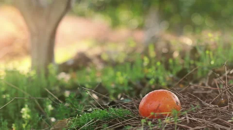 Navel orange orchard Video stock 44351026