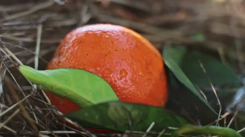 Navel orange orchard Stock Footage 44351069