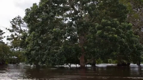 Navigating along the amazonic river. Flood. Stock Footage 73676382