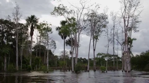 Navigating along the amazonic river  Stock Footage 73675874