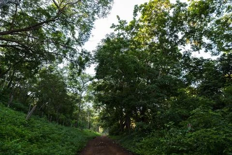Navigating the dry forest Stock Photos