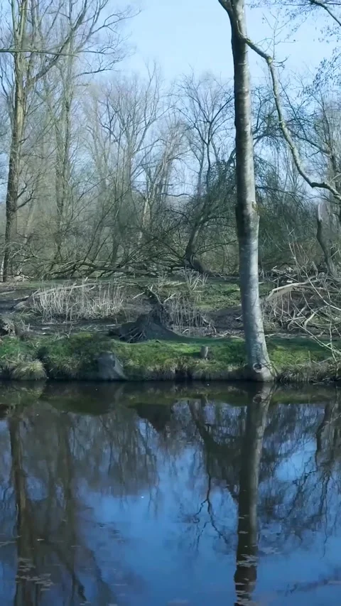 Navigating a serene river with tranquil forest reflections 库存影片 334424915