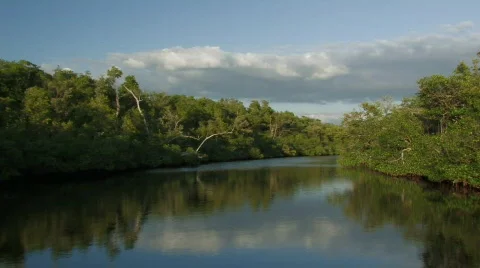 Navigating through the Florida everglades Stock Footage