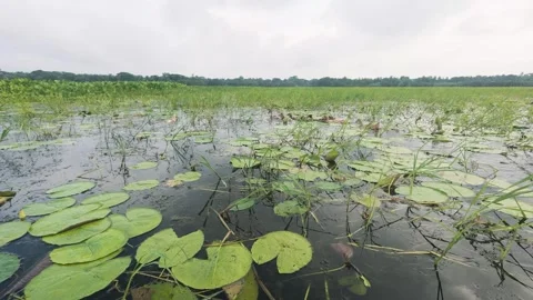 Navigating through a tranquil marsh with water lilies Stock Footage 345693310
