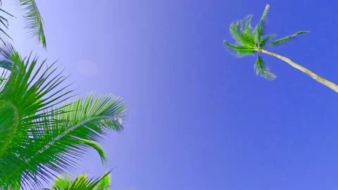 Navy blue sky background n coconut palm tree leaf in sun light ray Stock Footage 160417220