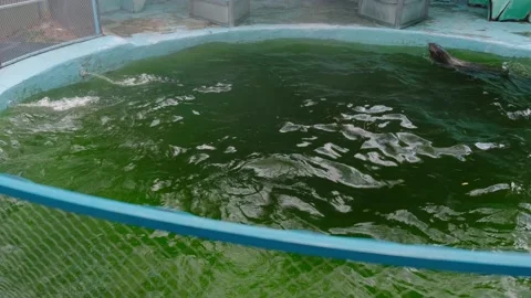 Navy seal Stock Footage 137654570