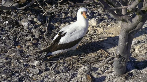 Nazca Boobie on the ground Stock Footage 94201962