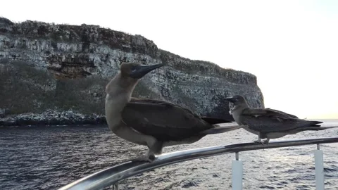 Nazca Boobies on the ship railing at wolf island galapagos Stock Footage 253309912