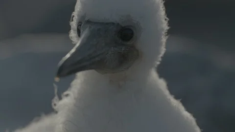 Nazca booby fledgling Stock Footage 108721163