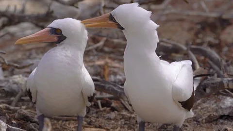 Nazca booby Video stock 98767512