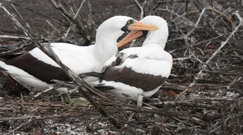 Nazca Booby mutual preening Stockbeeldmateriaal 64826001
