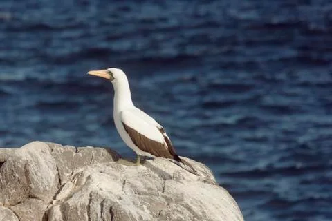 Nazca booby overlooking the ocean. Stock Photos