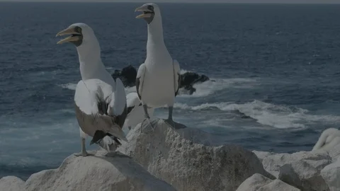 Nazca booby pair on rock together Stock Footage 108721536