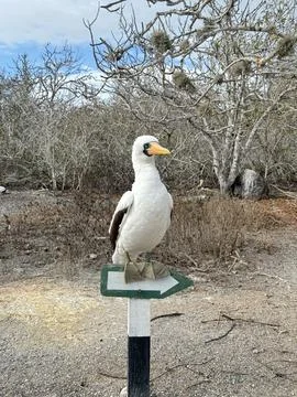 Nazca Booby Stock Photos