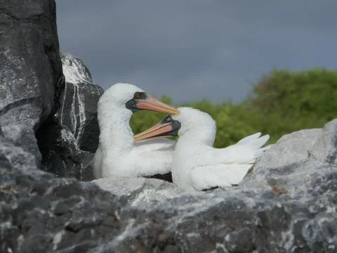 Nazca booby seabird pair facing each other on rock Fotos Stock