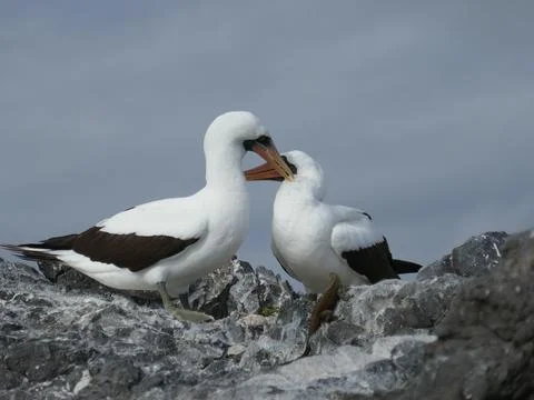 Nazca booby seabird pair touching faces on Galapagos islands rock Fotos Stock