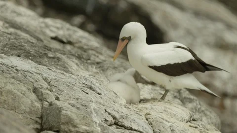 Nazcar Booby parent with chick Stock Footage 108703095