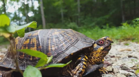 NC Eastern Box Turtle Opening Mouth Stock-Footage 64968495