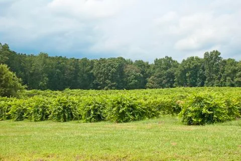 Nc vineyard Stock-Fotos