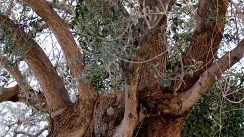 Ncient Olive Tree Canopy Seen From Below, Gnarled Branches Against Sky Stock Footage 346112882