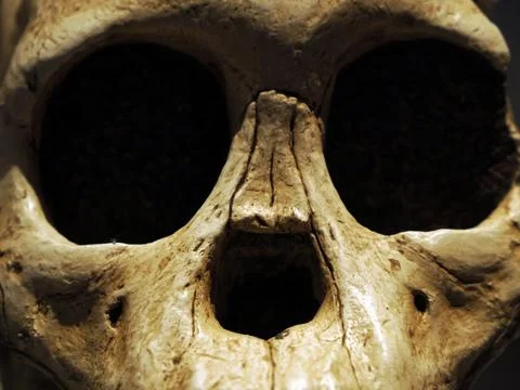 Neanderthal prehistoric skull style evolution display Stock Photos