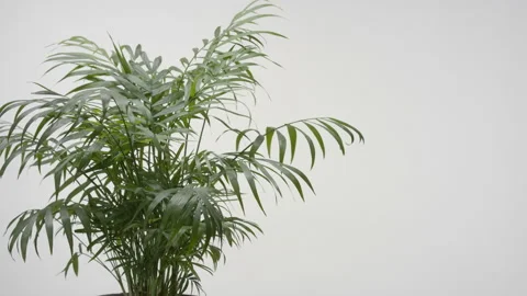 Neanthe bella palm is trembled by draft wind on grey background Stock Footage 233104424