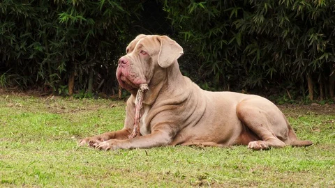 Neapolitan mastiff chewing a bone Stock Footage 128455643