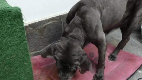 Neapolitan Mastiff eating Stock-Footage 303058132