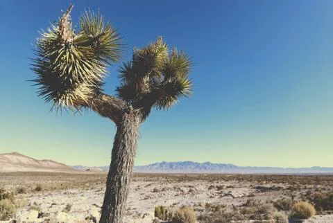 Near Area 51 스톡 사진