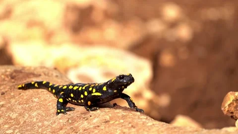 Near Eastern fire salamander On Mount Carmel in Israel Stock Footage 162885156