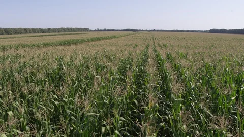 Near flight near corn field Stock-Footage 123778450