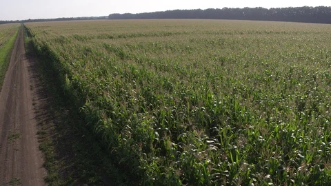 Near flight over corn field 動画素材 123775114