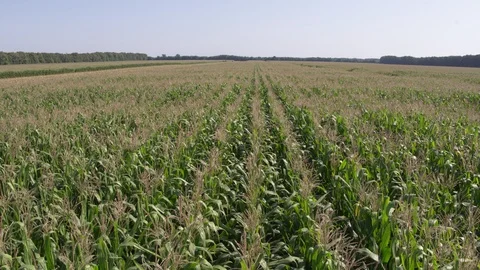 Near flight over corn field 2 Vídeo Stock 123777136