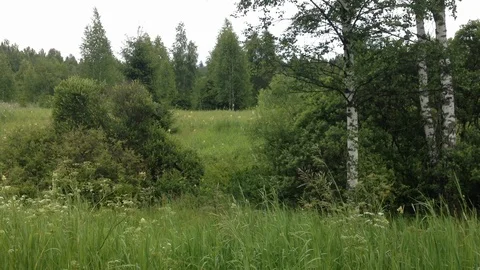 Near the Forest Vídeo Stock 97270810