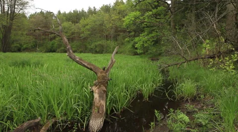 Near the pond Stock Footage 50284449