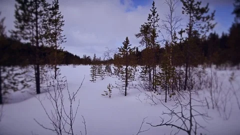 Near small pine trees Stock Footage 90743498