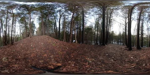 Near the Top of a Ridge Surrounded By Trees Blowing In The Wind 360VR Stock Footage