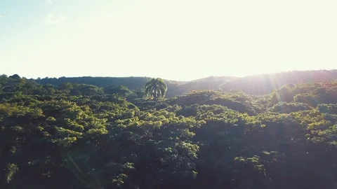 Near the trees Video stock 100757215