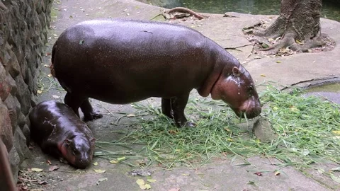 Nearly 3 month-old Cute baby Pygmy Hippo napping during her mother having meal Stock Footage 329375758