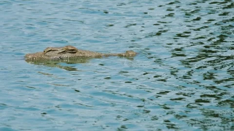 Nearly beneath the surface a crocodile emerges from the water. Vidéo 303258959